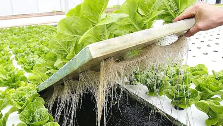 7 کار عجیب که با یونولیت انجام می دهند