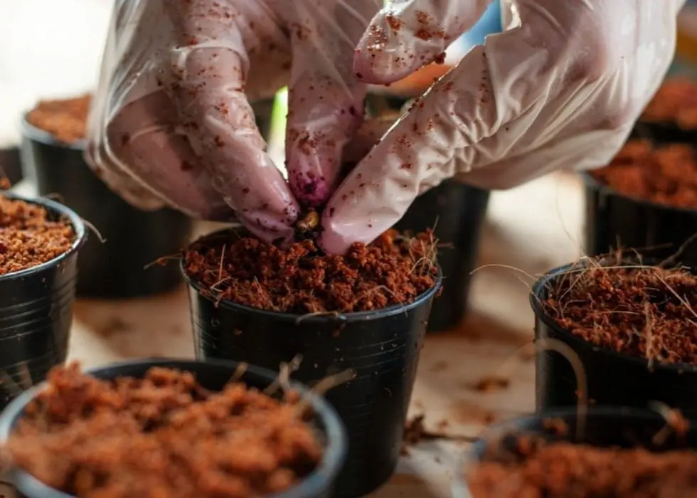 مزایای استفاده از خاک کوکوپیت برای انواع گیاهان