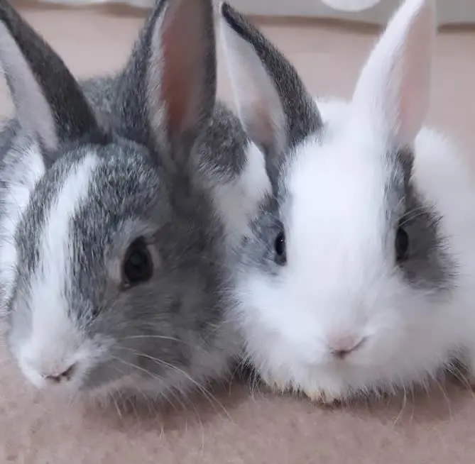 447Zx0fe9WDBiE5dKQ5seu4V7G4KtbrQt1actnrC