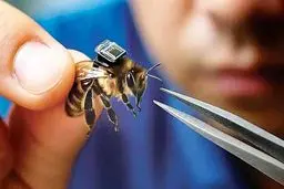 چین لشکر زنبور سایبری ساخت 