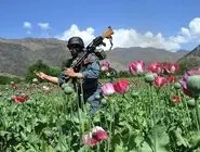 ترحمی: کشت خشخاش «مطلقاً ممنوع» و کشت غیرمجاز مجازات دارد