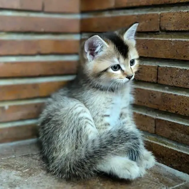 10 تا از بهترین حیوانات خانگی از نظر اسلام + نظر فقه شیعه درباره هر کدام