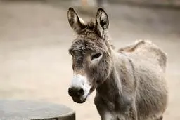 کشف و پلمب کشتارگاه غیرمجاز ذبح الاغ در شهریار