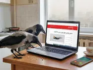 «موز» رو کامنت کن/ ماجرای کلاغ و آلودگی هوا/ شماره دوم