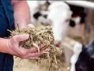 راهکار علمی برای مقابله با محدودیت‌های تأمین غذای دام‌ها