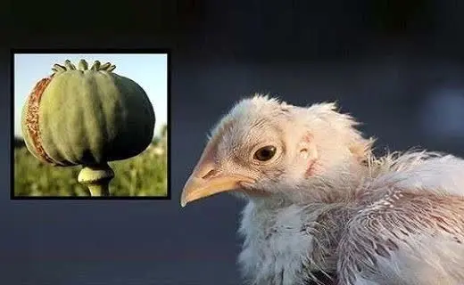 توضیحات دامپزشکی درمورد مرغ تریاکی!