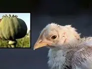 توضیحات دامپزشکی درمورد مرغ تریاکی!