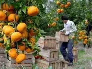 رفع محدودیت صادرات کیوی و مرکبات شمال؛ صادرات به هند و چین تسهیل شد
