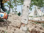 ماجرای قطع درختان میدان آزادی چه بود؟