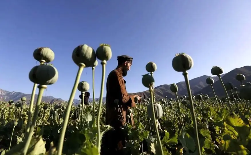 دبیر کمیسیون اصل ۹۰: کشت خشخاش امنیت غذایی کشور را به خطر میاندازد