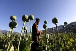 دبیر کمیسیون اصل ۹۰: کشت خشخاش امنیت غذایی کشور را به خطر می‌اندازد