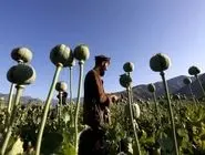 واکنش سازمان غذا و دارو به نگرانی‌ها درباره کشت خشاش در ایران 