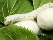خودکفایی در تولید تخم نوغان؛ هدف سه‌ساله نوغانداری کشور
