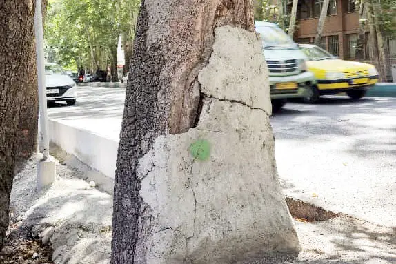 نگرانی برای یادگار چنارستان/درخواست کارشناسان محیط‏‌زیست و کنشگران شهری برای توقف طرح بهسازی جوی‏‌های ولیعصر 