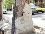 نگرانی برای یادگار چنارستان/درخواست کارشناسان محیط‏‌زیست و کنشگران شهری برای توقف طرح بهسازی جوی‏‌های ولیعصر 