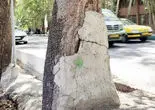 نگرانی برای یادگار چنارستان/درخواست کارشناسان محیط‏‌زیست و کنشگران شهری برای توقف طرح بهسازی جوی‏‌های ولیعصر 