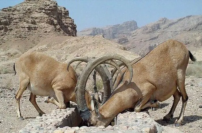 هجوم کل و بزهای کوهی به مزارع روستای کره در دنا
