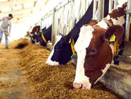 بدهی دولت به واردکنندگان نهاده