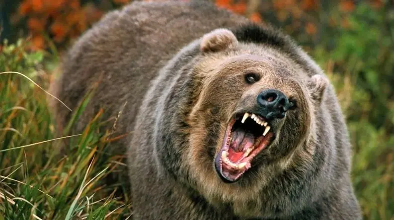 حمله دو خرس به چوپان در هوراند