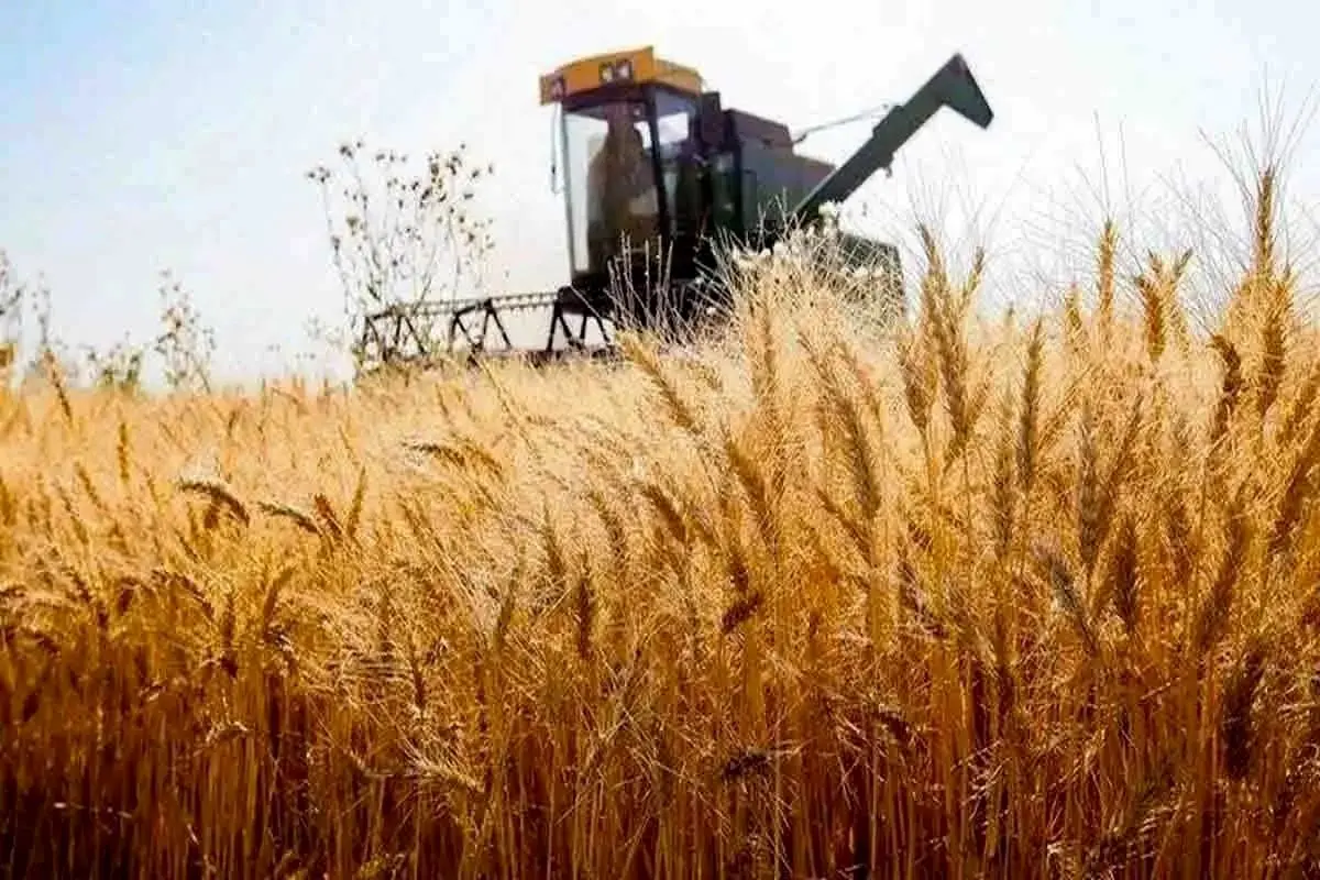 کاهش خرید تضمینی گندم