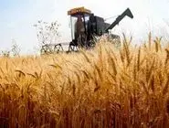 کاهش خرید تضمینی گندم