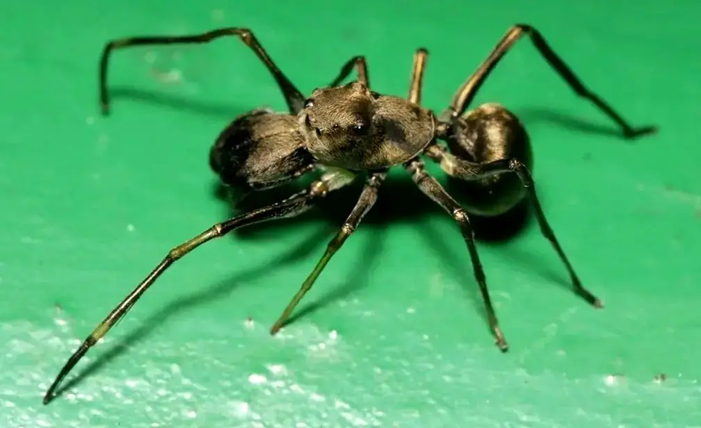 اسرار طبیعت: کشف «شیردهی» در عنکبوت مورچه‌نما، رفتاری مشابه پستانداران