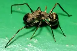 اسرار طبیعت: کشف «شیردهی» در عنکبوت مورچه‌نما، رفتاری مشابه پستانداران