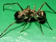 اسرار طبیعت: کشف «شیردهی» در عنکبوت مورچه‌نما، رفتاری مشابه پستانداران