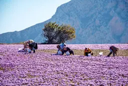 دامنی پر از گل