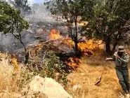آتش‌سوزی مجدد در جنگل‌های ایلام؛ بی‌مهری به طبیعت ادامه دارد
