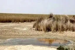 ۵۸ درصد تالاب شادگان خشک شد