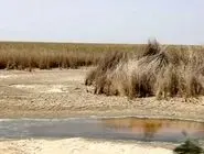 ۵۸ درصد تالاب شادگان خشک شد