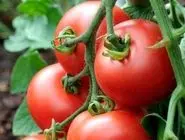 پشت پرده گران شدن قیمت گوجه فرنگی چیست؟