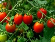 چطور بهترین کود برای رشد گوجه فرنگی را انتخاب کنیم؟ (گلخانه و مزرعه)