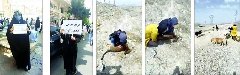پناهگاه کشتارگاه شد