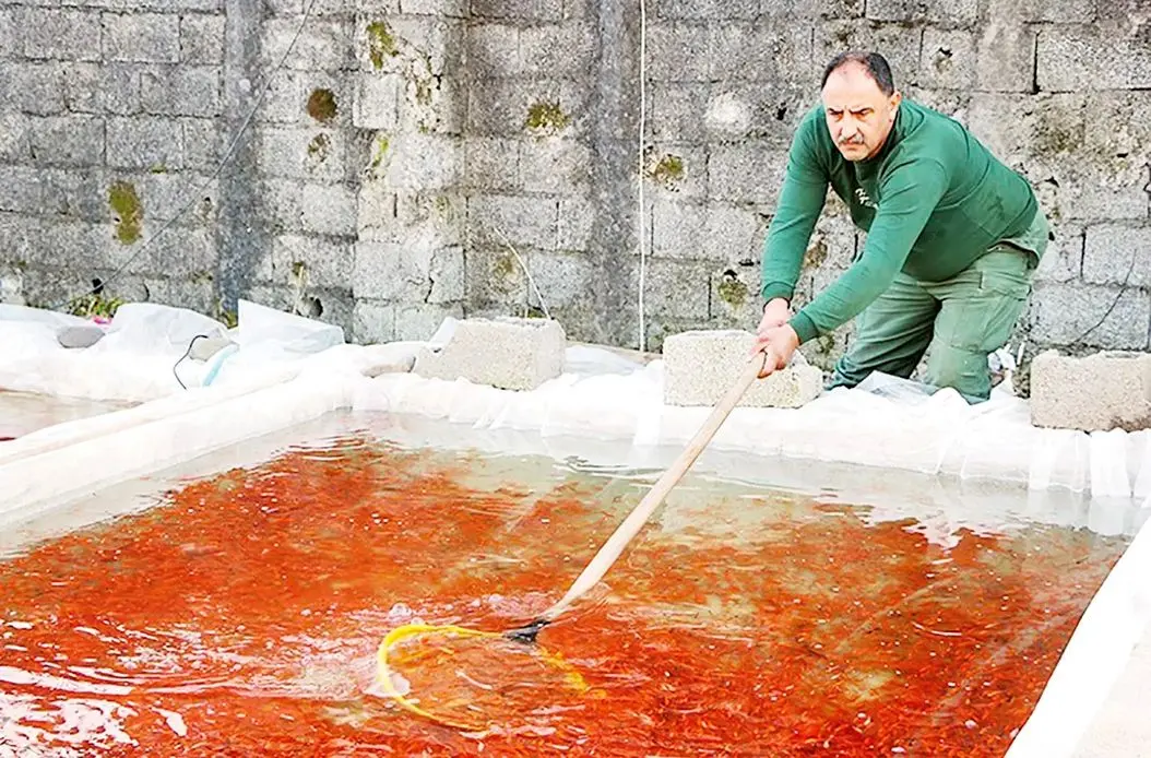 به سخت جانی ماهی قرمز کوچولو