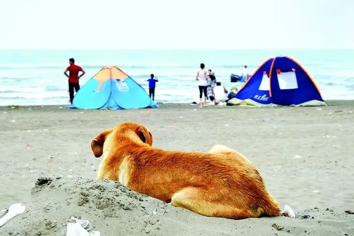 سگ ولگرد