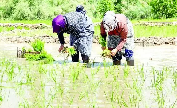 صفبندی بر سر آزادشدن واردات برنج