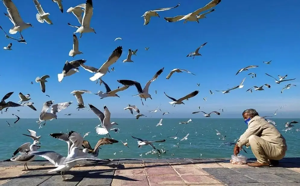 بـرای حفـظ پرندگـان نه قایق هست، نه ناخدا
