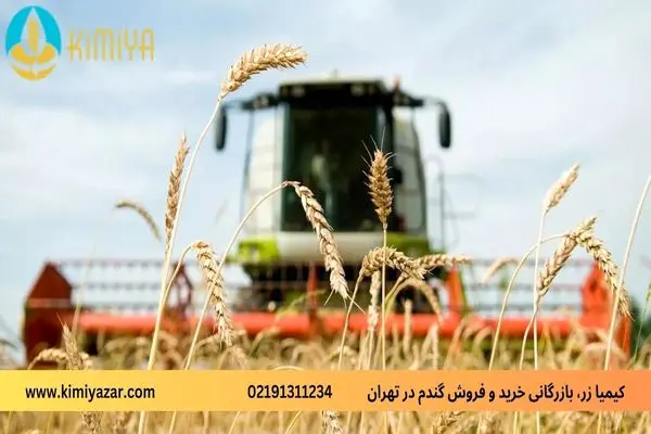 کیمیا زر، بازرگانی خرید و فروش گندم در تهران