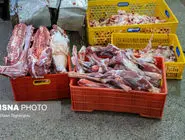 کشف ۱۵۰۰ کیلوگرم گوشت اسب در خوزستان