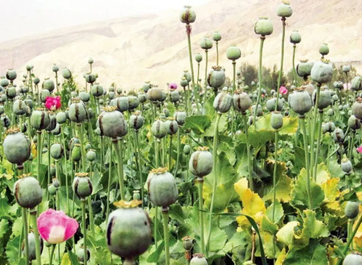 ویدئویی از کشف مزرعه خشخاش در کازرون