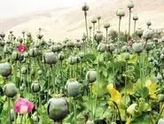 ویدئویی از کشف مزرعه خشخاش در کازرون