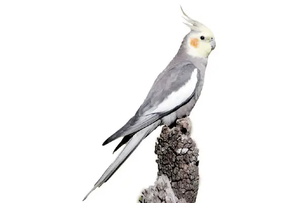 عروس هلندی/ روز دهم جنگ