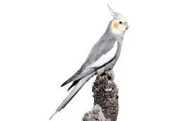 عروس هلندی/ روز دهم جنگ