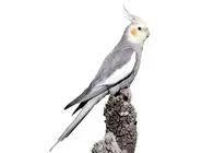 عروس هلندی/ روز دهم جنگ