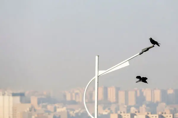 پنجره را باز کن خفه شدیم/ درباره عکسی از کلاغ و آلودگی هوا