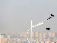 پنجره را باز کن خفه شدیم/ درباره عکسی از کلاغ و آلودگی هوا
