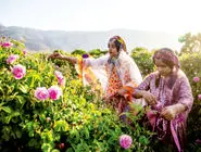 گلاب گلاب میمنده/درباره عکسی از مراسم گلابگیری در میمند