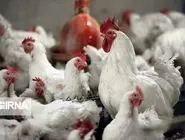 پشـت صحنه یک دستور/تولیدکنندگان مرغ از صدور حواله‏‌های صوری و فروش چندین میلیون دلاری ارز ارزان در بازار آزاد می‏‌گویند